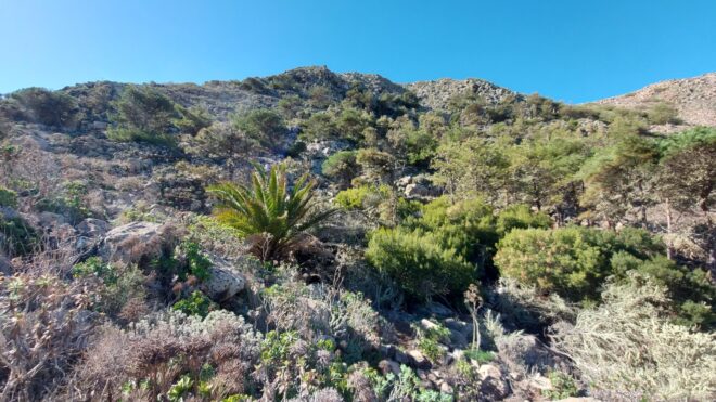 Není pravda, že na Lanzarote nemáme les